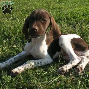 Benson, German Shorthaired Pointer Puppy